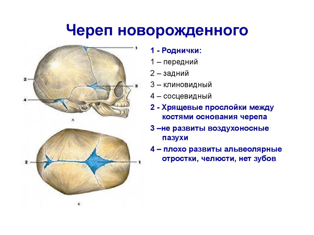 Роднички доношенного ребенка. Роднички черепа новорожденного. Роднички новорожденного анатомия черепа. Швы костей черепа анатомия. Кости черепа новорожденного роднички.