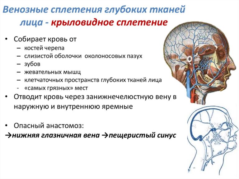 По схеме кренлейна брюсовой основной ствол средней менингеальной артерии проецируется на пересечении