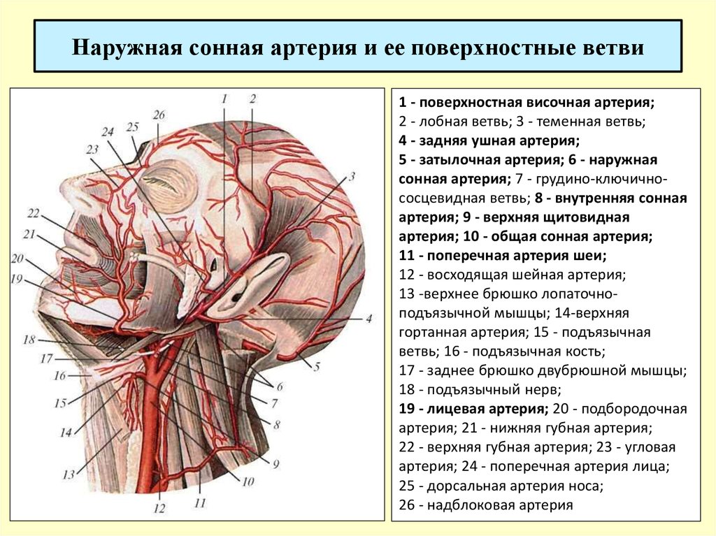 Статья артерия жизни по дну чего. Сонная артерия топография анатомия. Наружная Сонная артерия топография. Ветви сонной артерии анатомия. Наружная Сонная артерия и ее ветви.