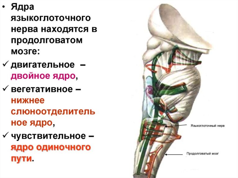 Невралгия языкоглоточного нерва презентация