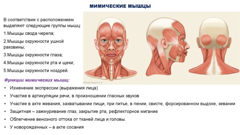 Мышцы воротниковой зоны анатомия картинки для массажа