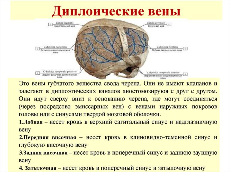 По схеме кренлейна брюсовой основной ствол средней менингеальной артерии проецируется на пересечении