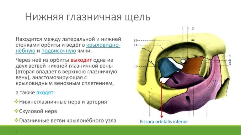 Гайморовые и синусовые пазухи расположение фото