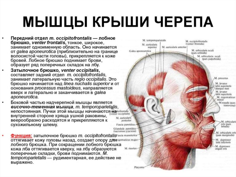 Мышцы лица атлас синельникова картинки