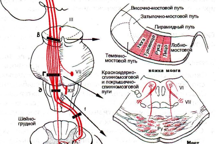 Мост презентация анатомия