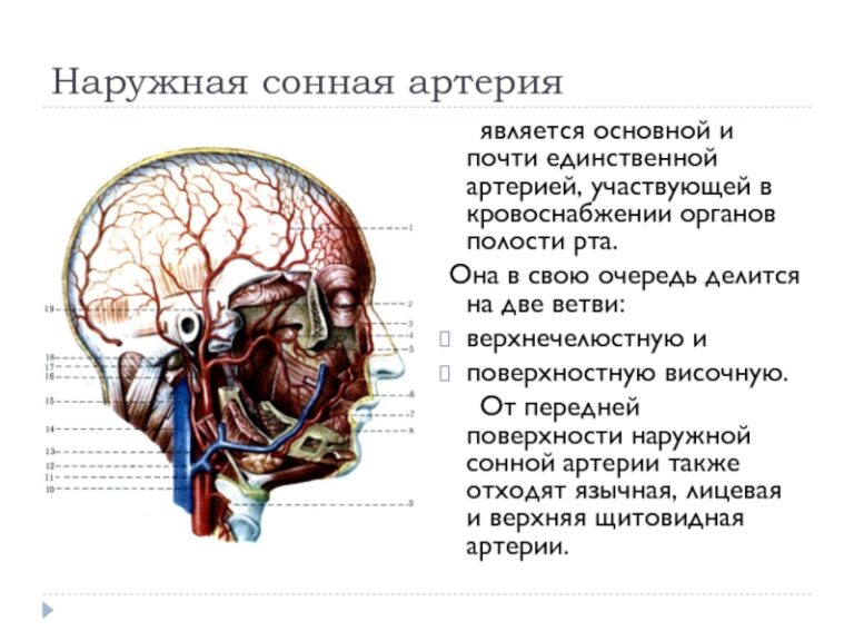 Лицевой нерв схема