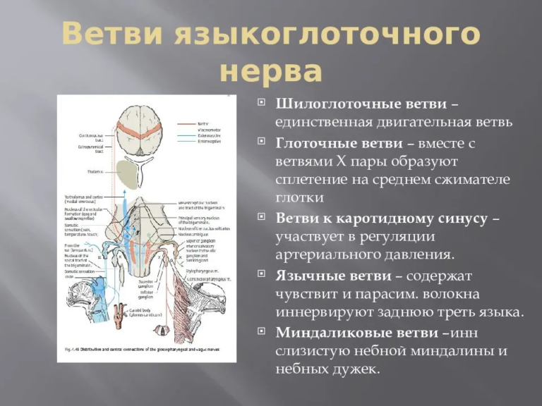 Языкоглоточный нерв картинка