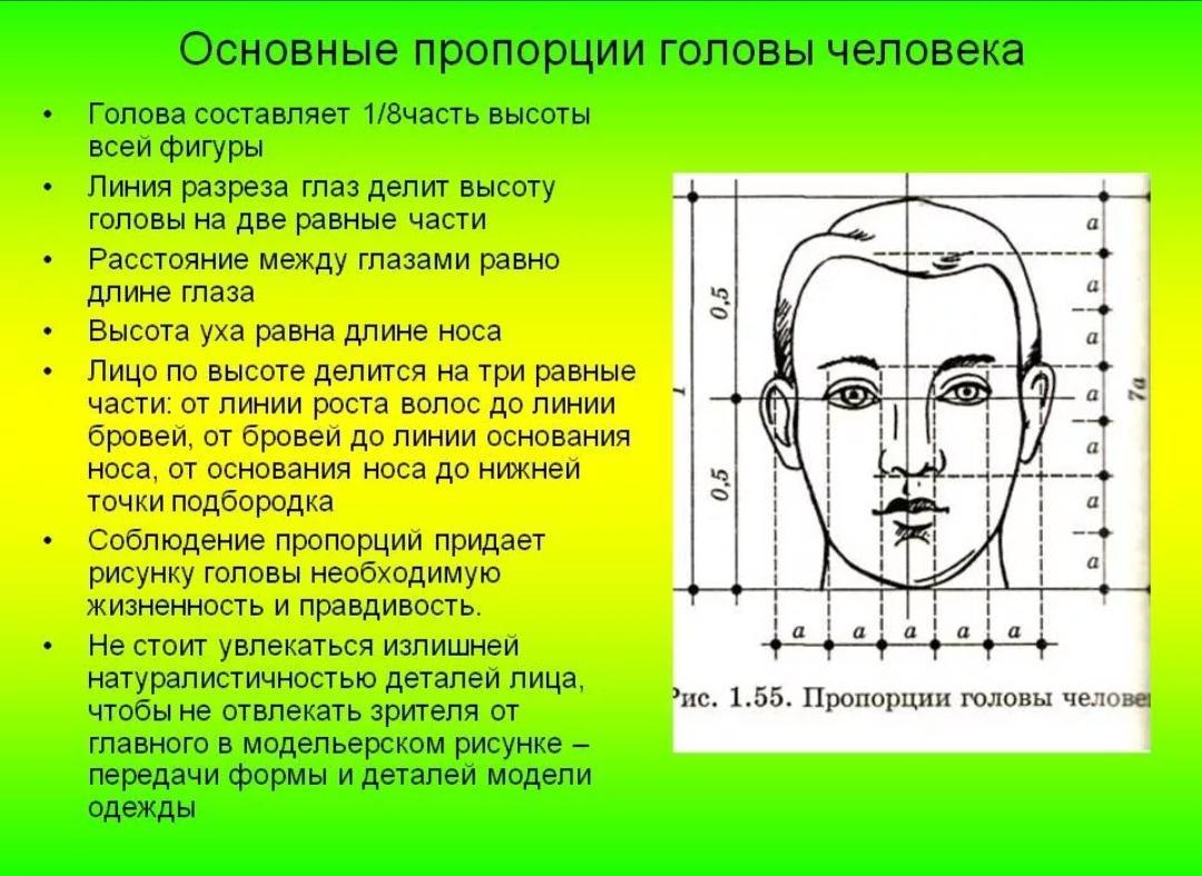 Отношение частей высоты. Пропорции головы человека. Пропорции лица человека схема. Схема пропорций головы человека. Пропорции головы человека для рисования.