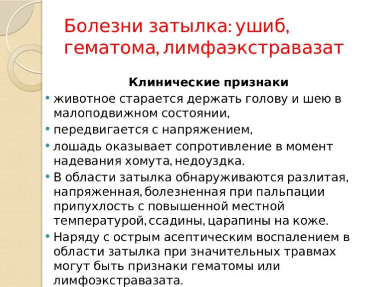 Строение затылка головы человека фото с описанием