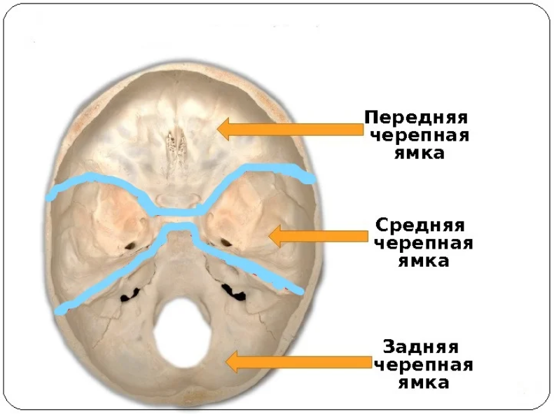 Круглое отверстие находится. Основание черепа анатомия задняя черепная ямка. Основание черепа анатомия Черепные ямки. Передняя средняя и задняя Черепные ямки. Основание черепа мозговые ямки анатомия.