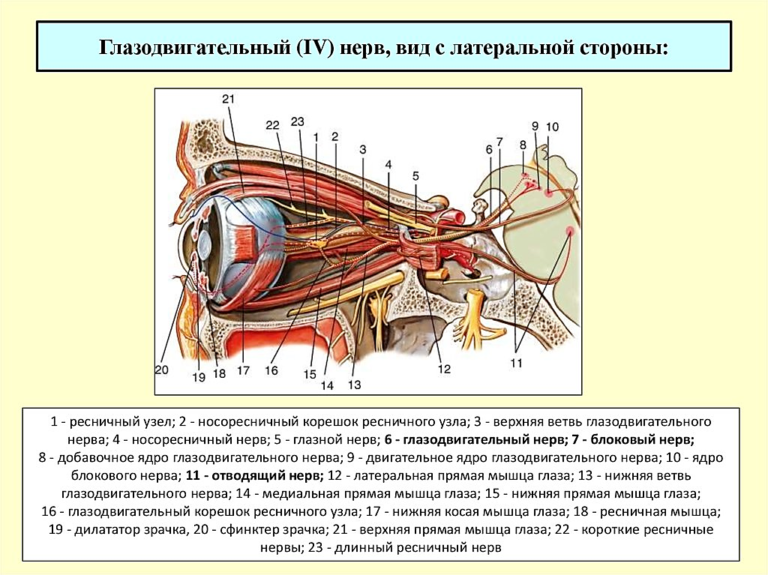 Слепое пятно это место выхода зрительного нерва