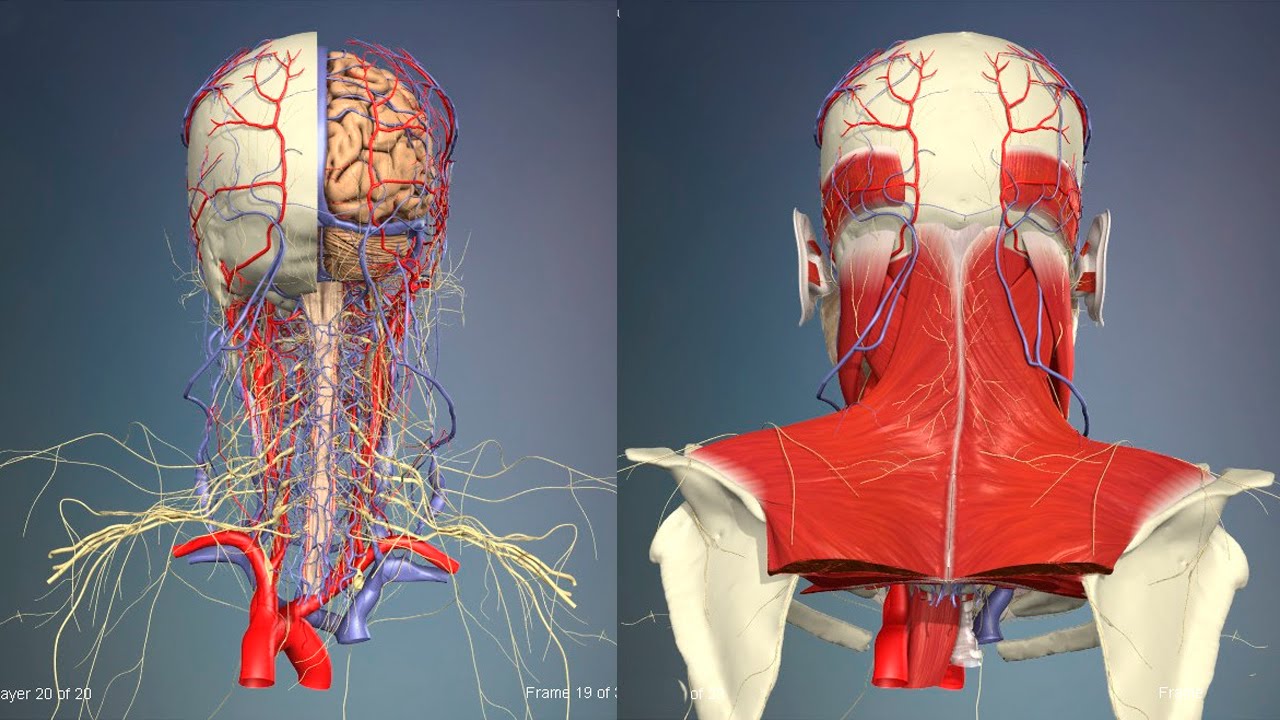 Анатомия сосудов головы. Мышцы головы и шеи анатомия 3д. Сосуды головы и шеи анатомия. Анатомия сосудов шеи человека.
