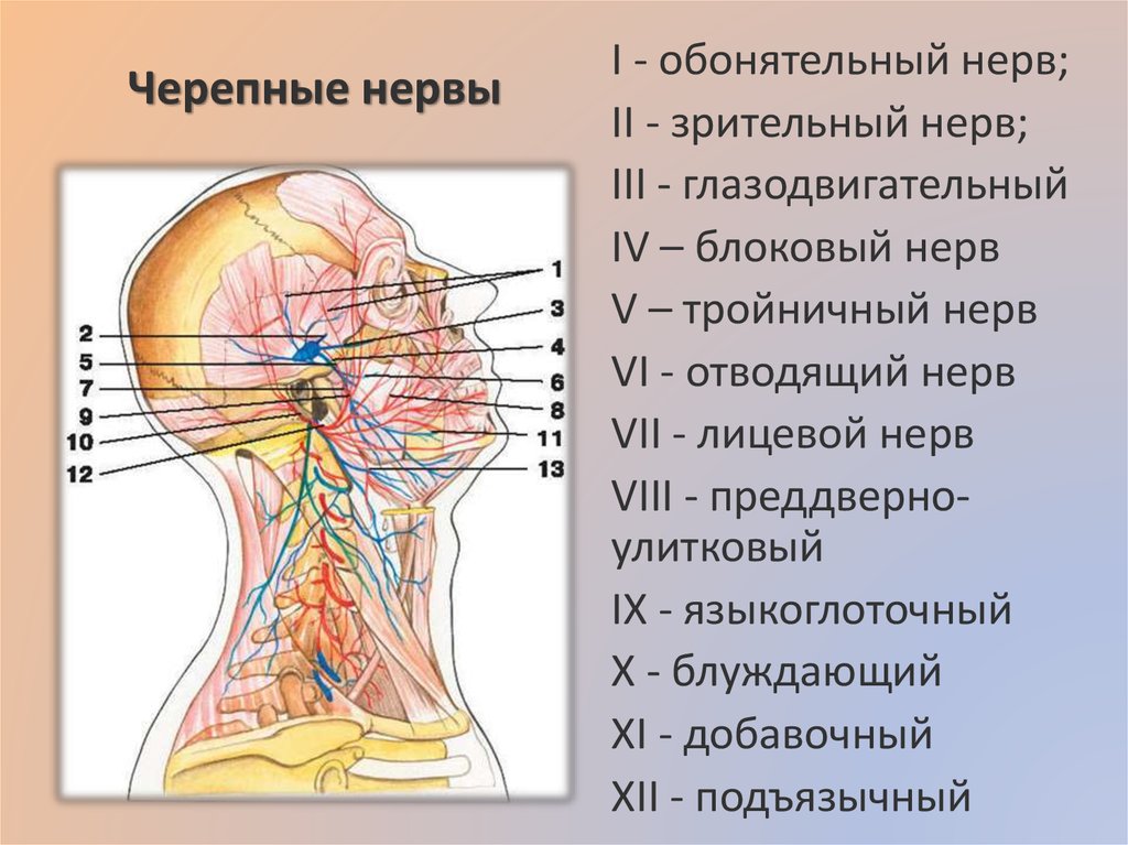 Затылок где находится. Нервная система черепа человека анатомия. Анатомия нервной системы головы и шеи. Черепные нервы анатомия иннервация.