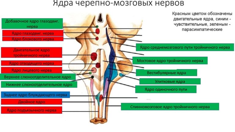 Анатомия гюнтера фон хагенса