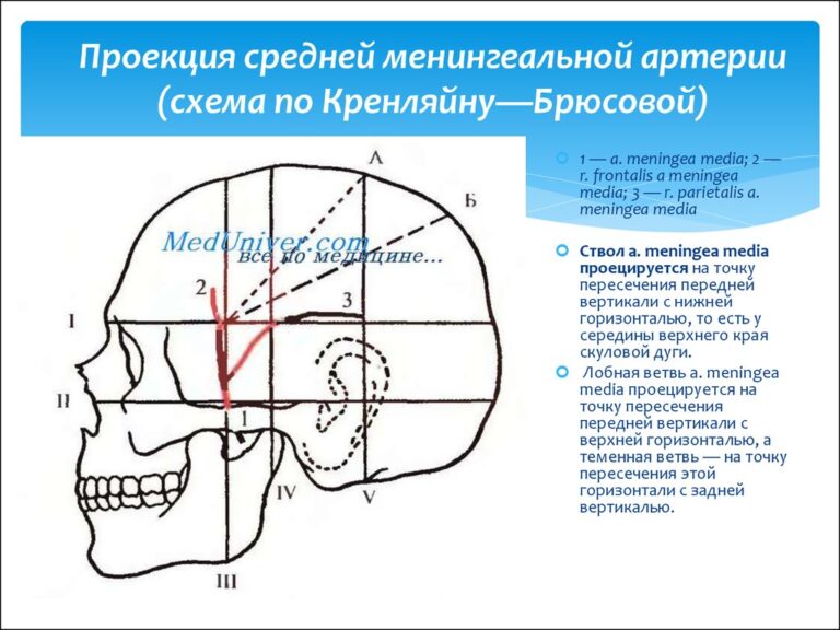 Слепые ямки что это