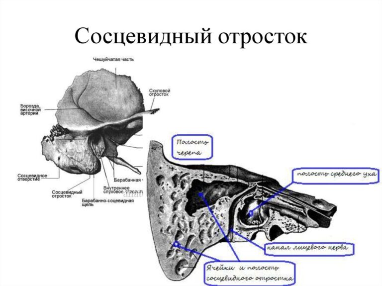 Устройство головы человека фото с описанием костей и органов