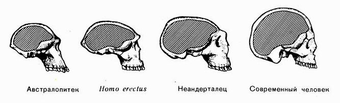 Развитый подбородочный выступ череп