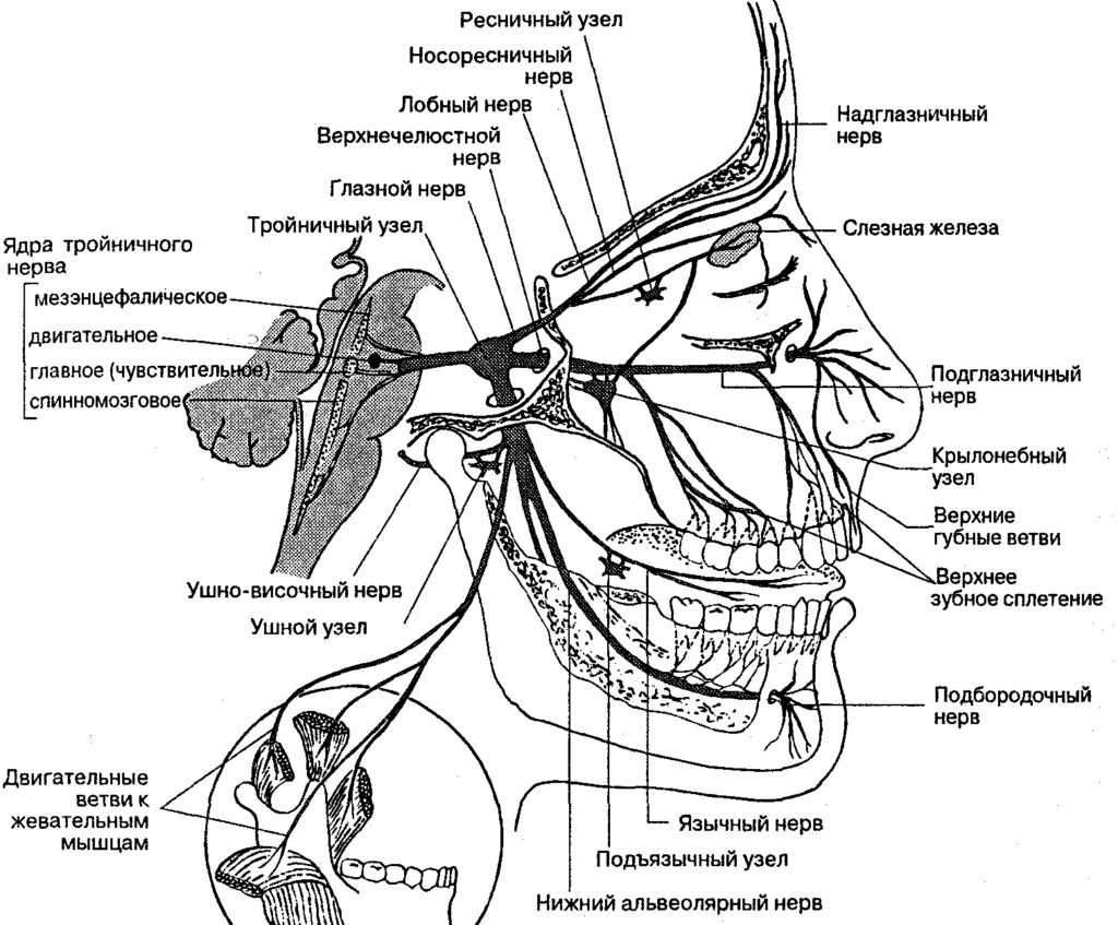 Выход тройничного нерва на лице схема