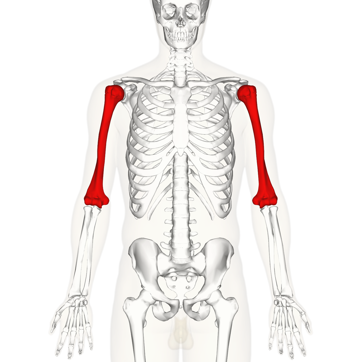 Скелет плечевая кость плечо. Humerus анатомия. Плечевая кость на скелете. Скелет анатомия.