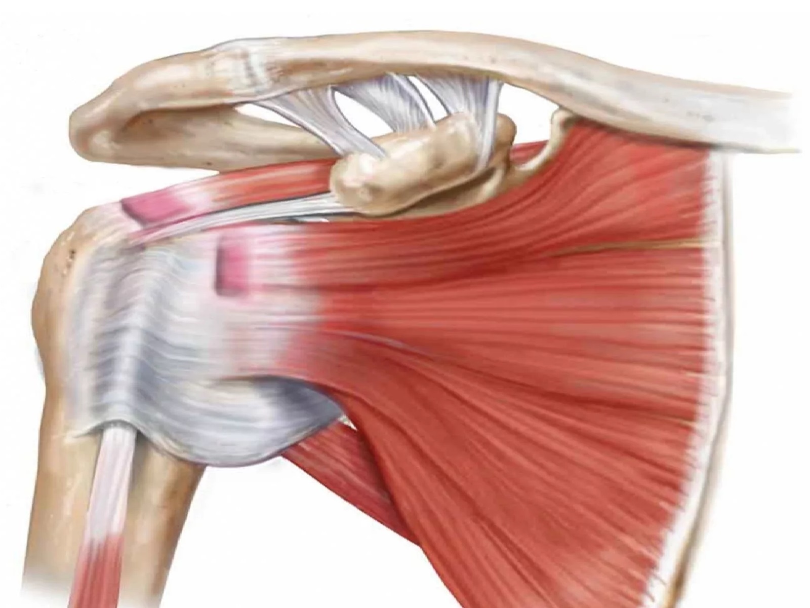 Сухожилия образованные из ткани. Сухожилие надостной мышцы. Ротаторная манжета мышцы. Ротаторная манжета плечевого. Тендинита сухожилия надостной мышцы.