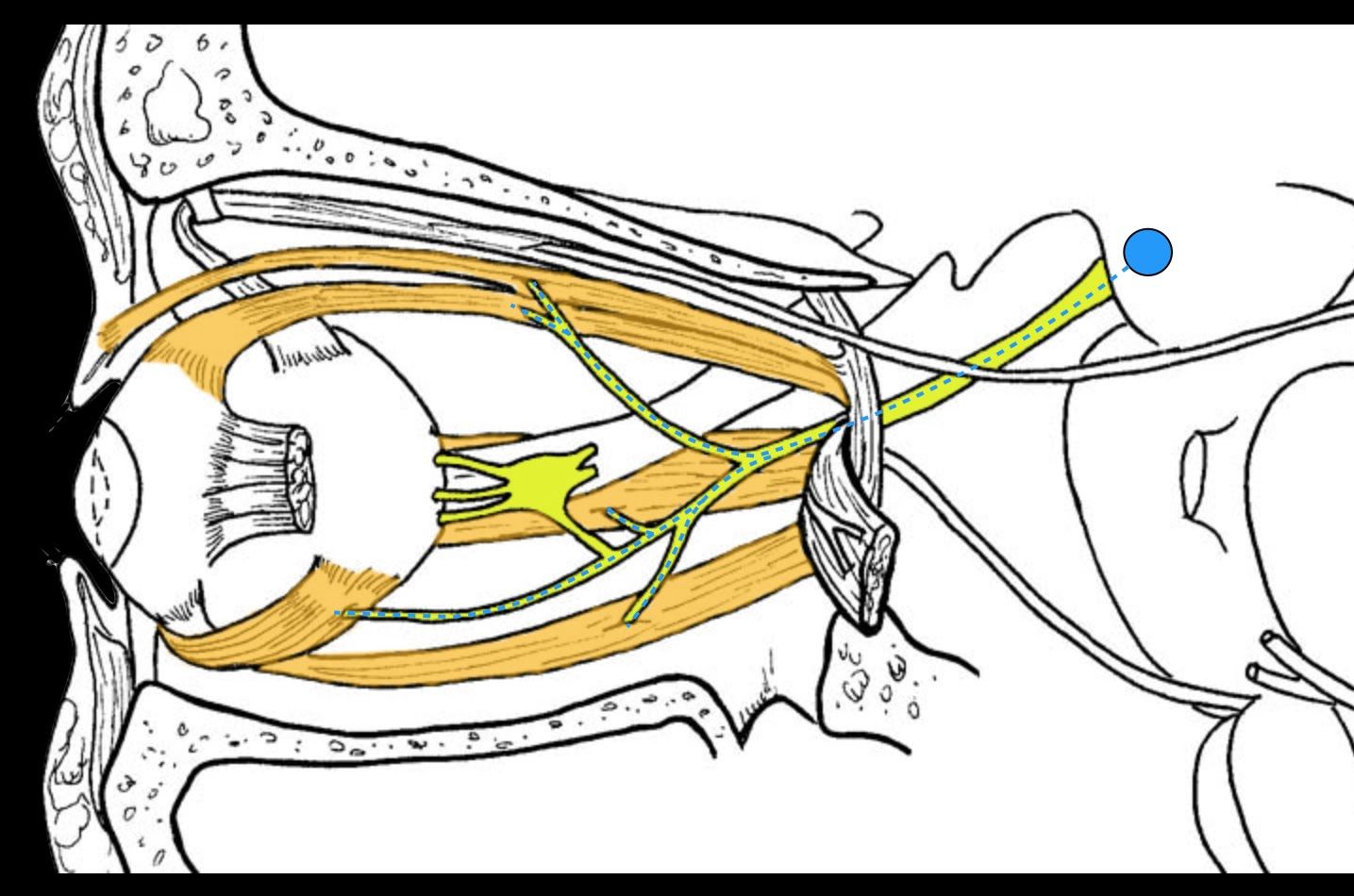 Нервы обонятельный зрительный. Отводящий нерв (n. ABDUCENS) иннервирует. Отводящий нерв (vi пара черепных нервов). Отводящий нерв схема. Отводящий нерв анатомия схема.