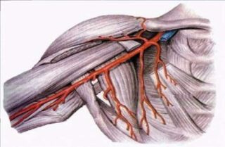 Остановка кровотечения из плечевой артерии жгутом