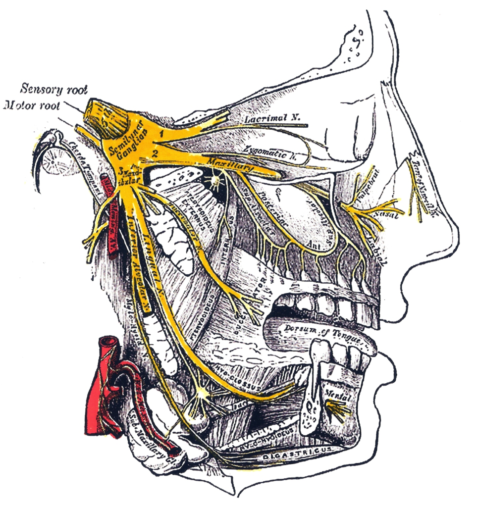 Тройничный нерв (n. trigeminus). Тройничный нерв анатомия Неттер. Анатомия верхнечелюстной ветви тройничного нерва. Nervus maxillaris. Нервы лицевого черепа