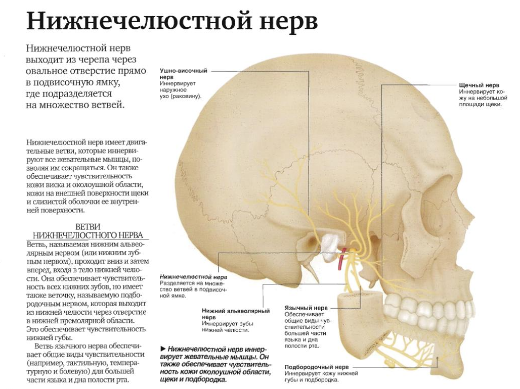 Проникающая в полость черепа. Ушно-височный нерв иннервация. Топография нижнечелюстного нерва. Ушно височный нерв латынь. Ушно височный нерв ветвь.