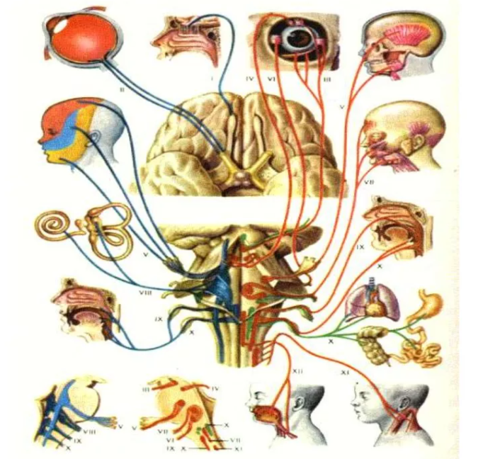 Сплетение черепных нервов. ЧМН 12 пар. 12 Пар черепных нервов анатомия. 12 Пар черепных нервов анатомия животных. 12 Пар черепно мозговых нервов анатомия.