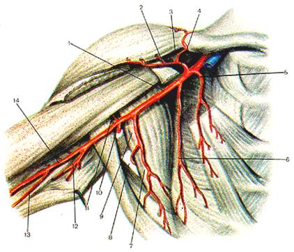 Подключичный тромбоз. Подмышечная артерия (a. axillaris). Подмышечная Вена подключичная Вена. Грудоакромиальная артерия ветви. Топография подмышечной артерии.