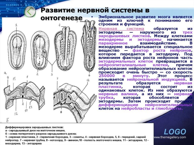 Схема анального проникновения