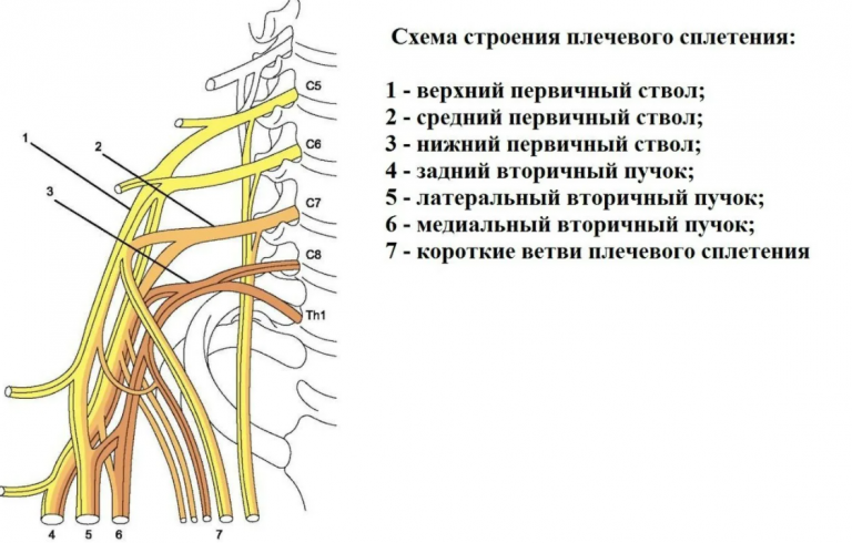 Что находится выше солнечного сплетения у человека фото