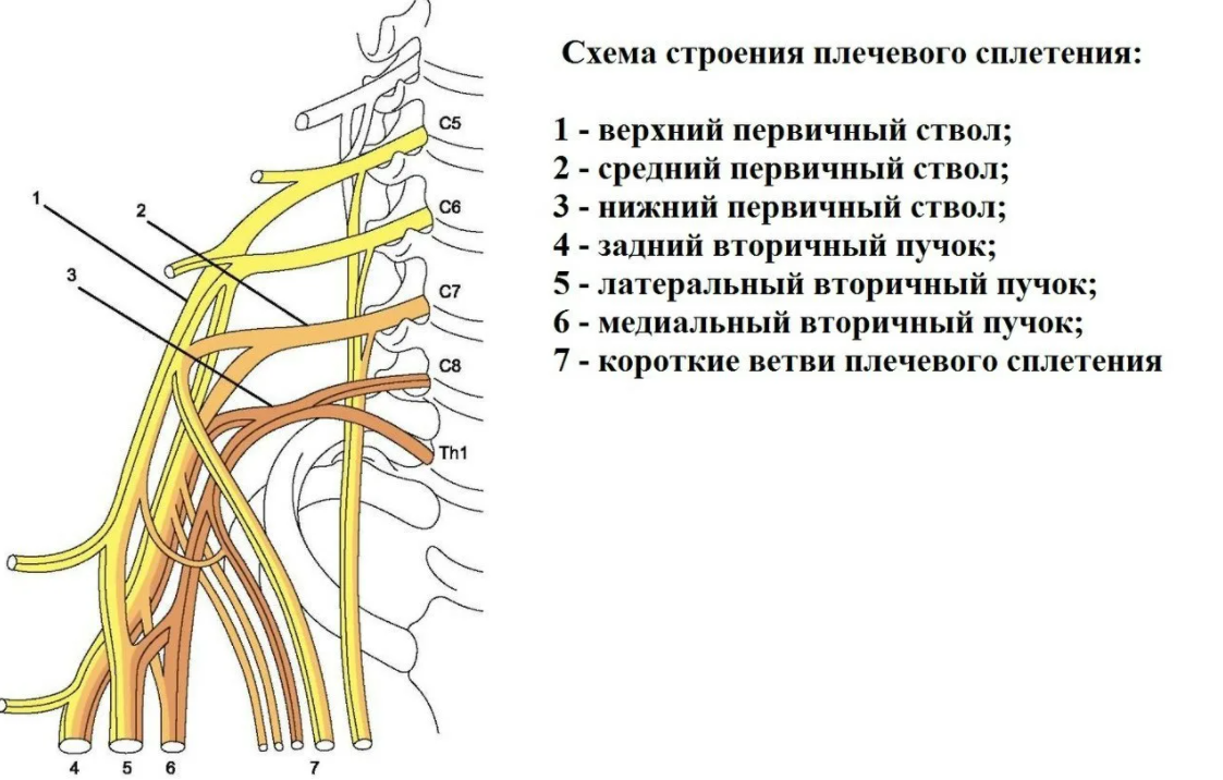 Спинномозговые нервы плечевое сплетение. Нервы плечевого сплетения анатомия. Нервы Пучков плечевого сплетения. Пучки плечевого сплетения схема.