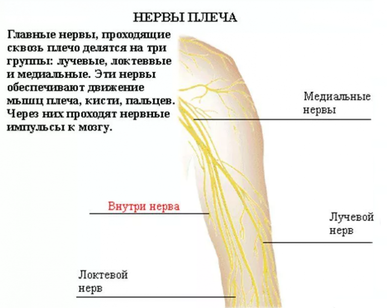 Плечевой нерв. Мышечно кожный нерв анатомия. Медиальный кожный нерв плеча. Латеральный кожный нерв плеча. Нервы плеча предплечья и кисти.