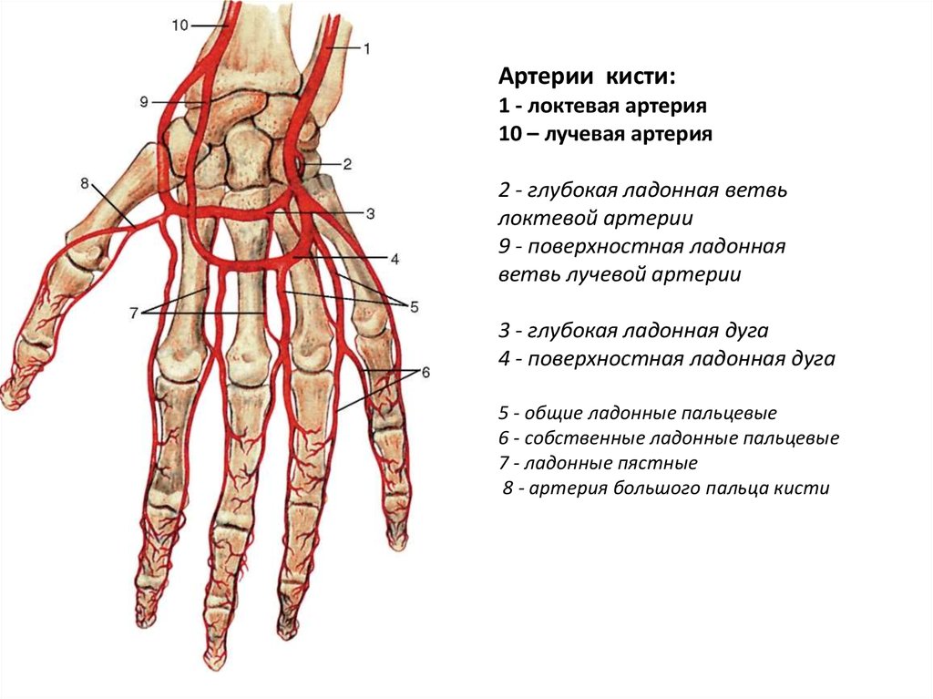 Запястье где находится у человека на руке. Поверхностная ладонная ветвь лучевой артерии. Лучезапястный сустав анатомия ладонная поверхность. Кровоснабжение лучезапястного сустава. Поверхностная ладонная артериальная дуга.