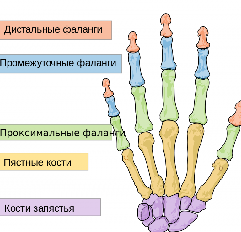 Название костей руки человека фото с описанием