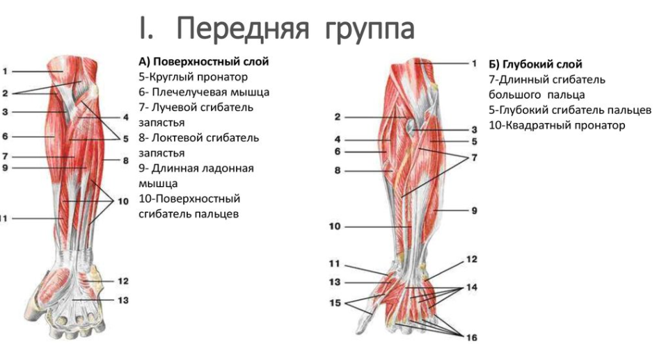 Мышца поверхностный сгибатель пальцев. Мышцы предплечья передняя группа поверхностный слой. Мышцы предплечья передняя группа второй слой. Мышцы предплечья анатомия функции. Мышцы предплечья передняя и задняя группа анатомия.