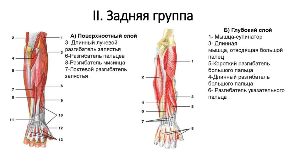 Мышцы предплечья анатомия задняя группа. Задняя группа разгибателей предплечья. Мышцы предплечья задняя группа глубокий слой. Мышцы сгибатели и разгибатели кисти.