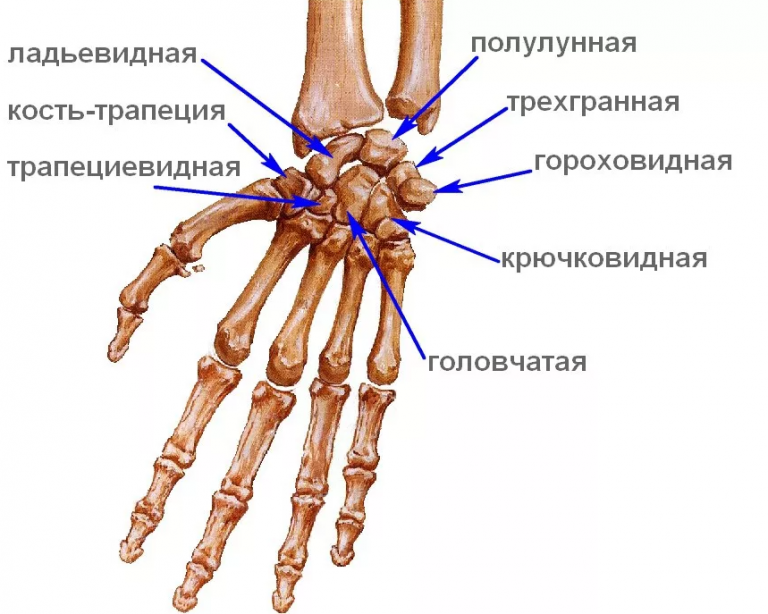 Анатомия костей кисти. Кости проксимального ряда запястья. Головчатая кость запястья. Анатомическое строение костей кисти. Кости кисти проксимальный ряд.