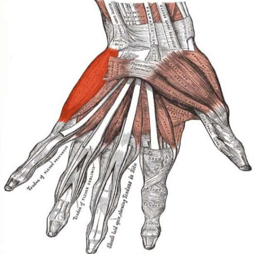 Пластика сгибателя пальца. Удерживатель сгибателей. Удерживатель мышц сгибателей кисти. Удерживатель сгибателей кисти латынь. Мышцы возвышения большого пальца кисти.