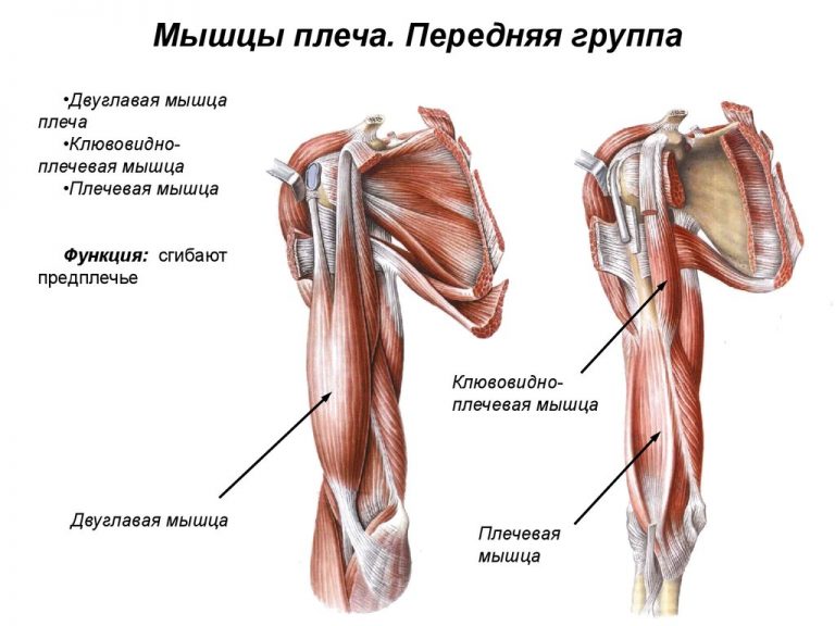 Мышцы плечевого пояса: анатомия, передняя и задняя группа, состав ифункции