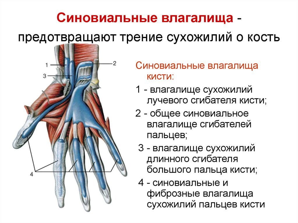 Лечение запястного сустава. Синовиальные влагалища пальцев кисти. Синовиальные влагалища сухожилий кисти. Синовиальные влагалища ладонной поверхности кисти. Синовиальные влагалища сухожилий сгибателей кисти.