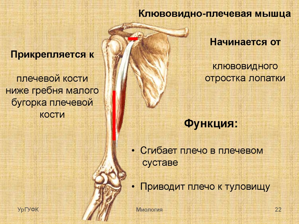 Место кости. Малого бугорка плечевой кости. Малый гребень бугорка плечевой кости. Клювовидно-плечевая мышца. Клювовидно плечевая кость.