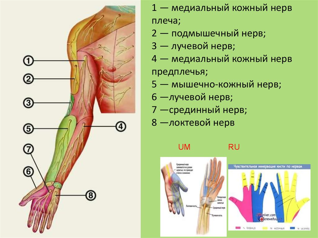 Запястье где находится у человека на руке. Мышечно-кожный нерв иннервирует. Анатомия подкрыльцового нерва плечевого. Мышечно кожный нерв иннервация. Латеральный кожный нерв плеча.