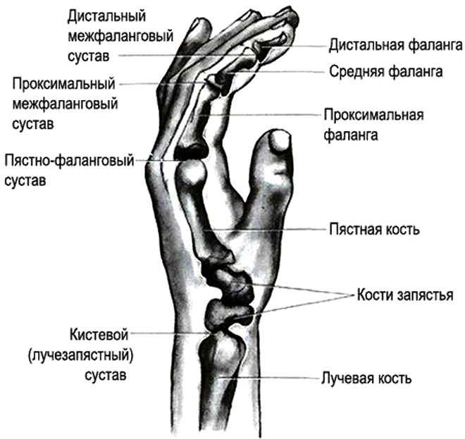 Тейпирование плечевого сустава при болях при поднятии руки схема рисунок