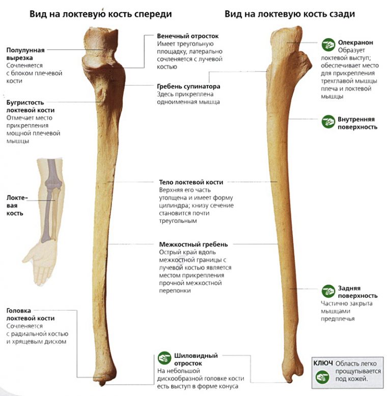 Где находится шиловидный отросток локтевой кости на руке фото