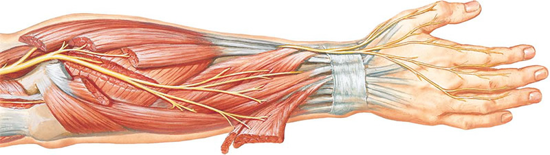 Невропатия нерва руки. Невропатия лучевого нерва анатомия. Нейропатия лучевого нерва компрессия. Плексит локтевого сустава. Лучевой нерв руки анатомия.