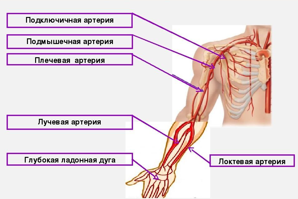 Задержка тока крови латынь. Схема артериального кровотока верхней конечности. Артерии верхней конечности по току крови. Коллатеральное кровообращение верхней конечности. Сосуды верхних конечностей анатомия схема.