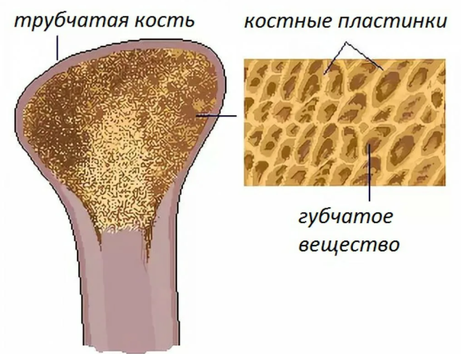 Какое строение имеют кости. Костная ткань компактное вещество губчатое вещество. Губчатая и компактная костная ткань. Строение губчатого вещества кости. Кость компактное и губчатое вещество.