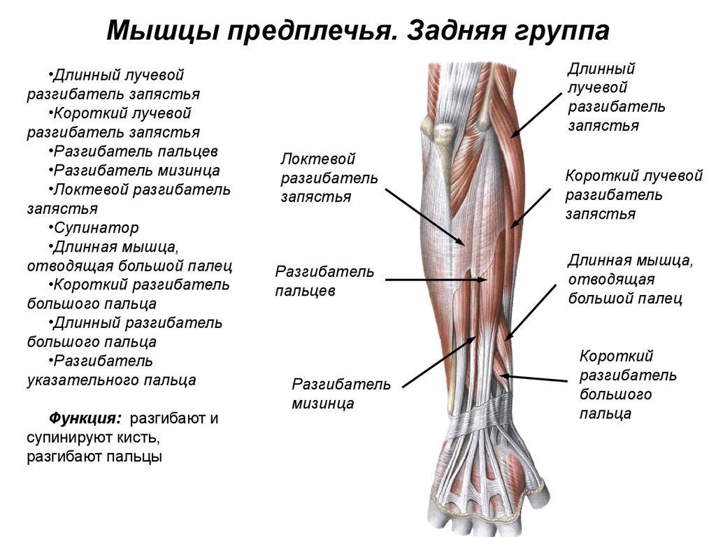 Тейпирование плечевого сустава при болях при поднятии руки схема рисунок